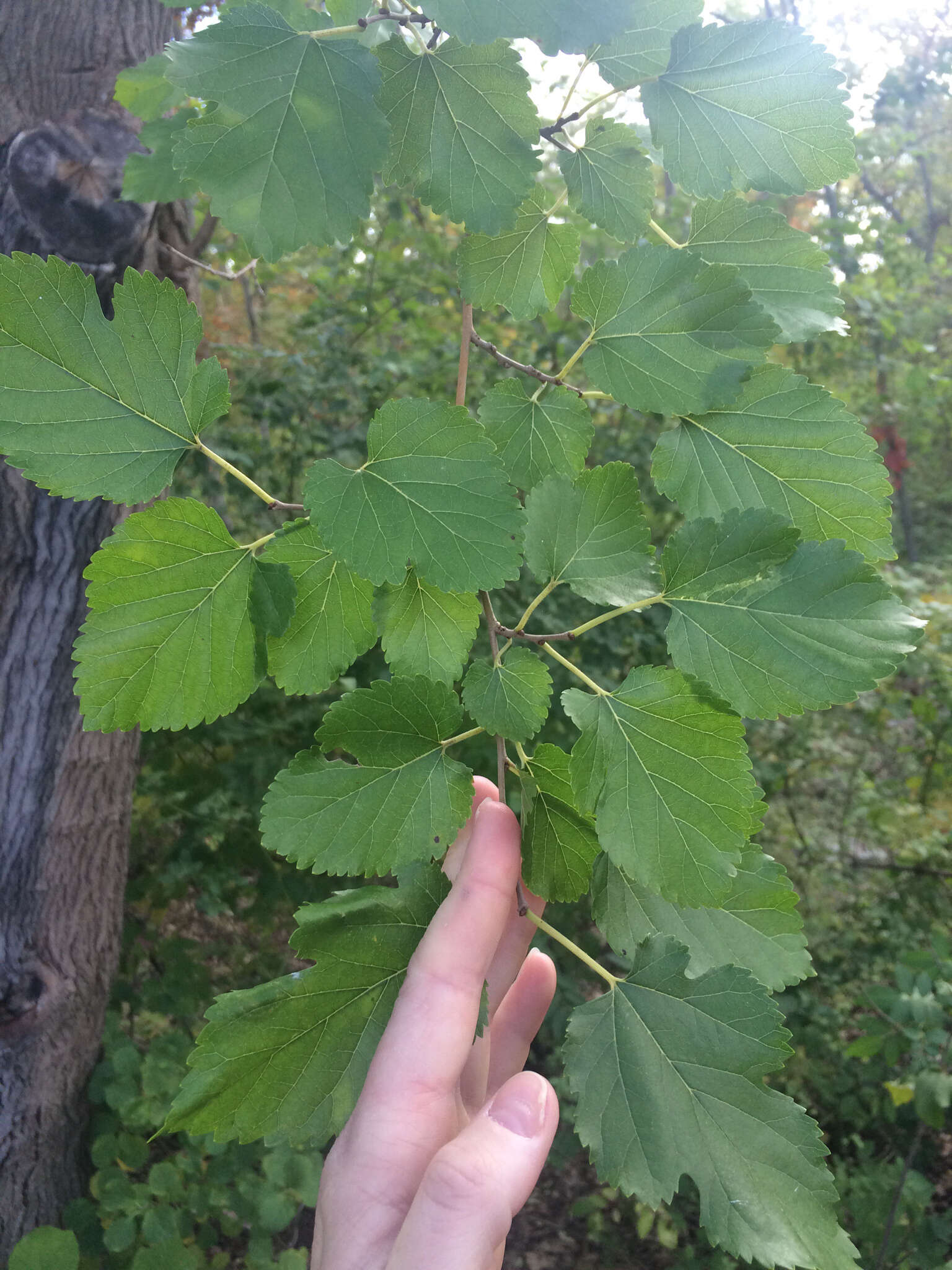 Image of white mulberry