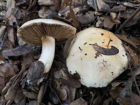 Image of Cortinarius albofragrans Ammirati & M. M. Moser 1997