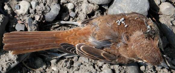 Слика од Lanius cristatus cristatus Linnaeus 1758