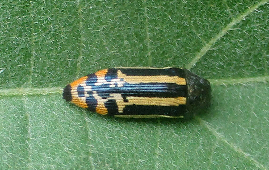 Image of Acmaeodera grata Fåhraeus ex Boheman 1851