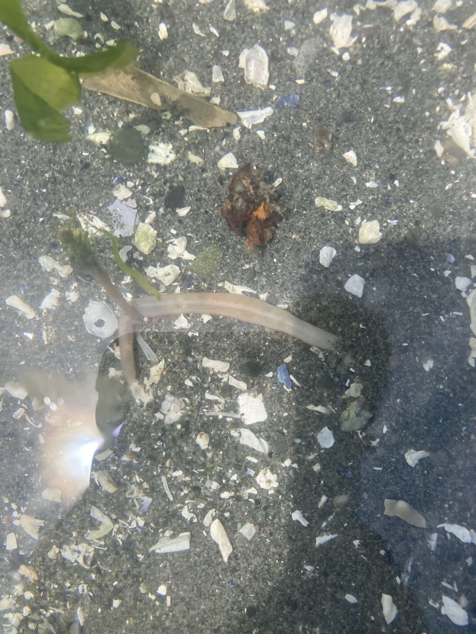 Image of Clark's footless sea cucumber