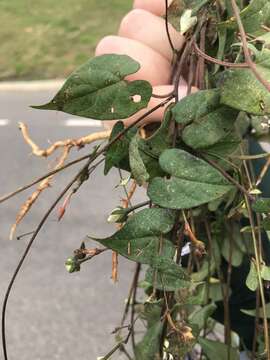 Image of Ipomoea aristolochiifolia (Kunth) G. Don