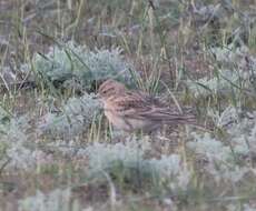 Image of Greater Short-toed Lark