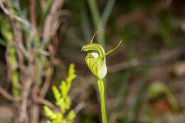 Image of Alpine greenhood