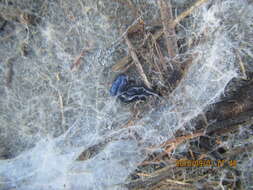 Image of Blue garden flatworm