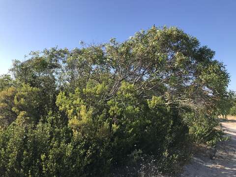 Image of Eucalyptus diversifolia subsp. diversifolia