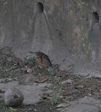 Image of Schrenck's Bittern