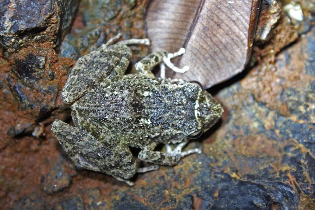 Image of Juventud Robber Frog