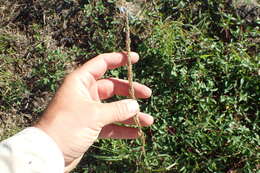 Image of Long-Spike Fluff Grass