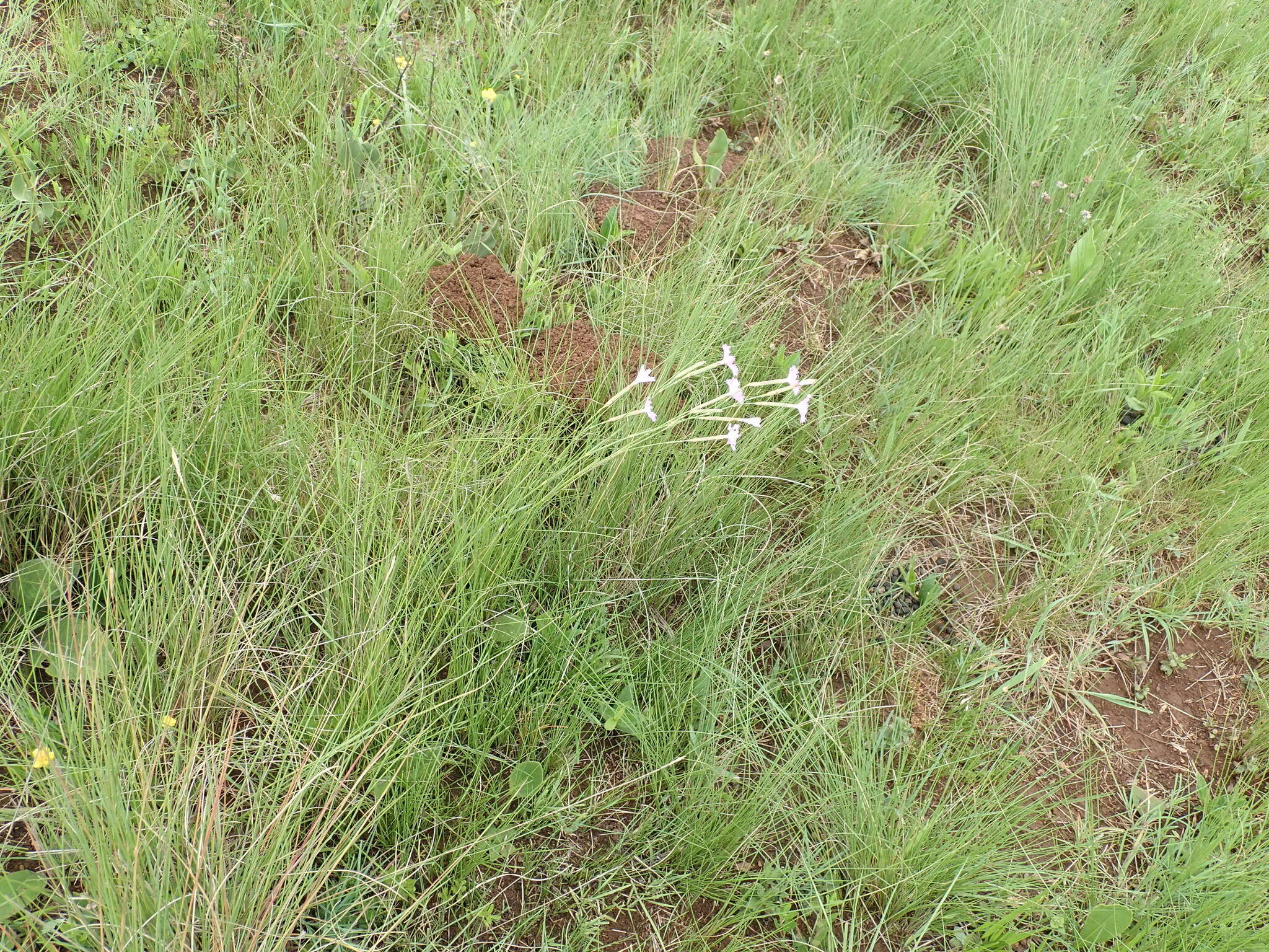 Image of Dianthus zeyheri Sond.