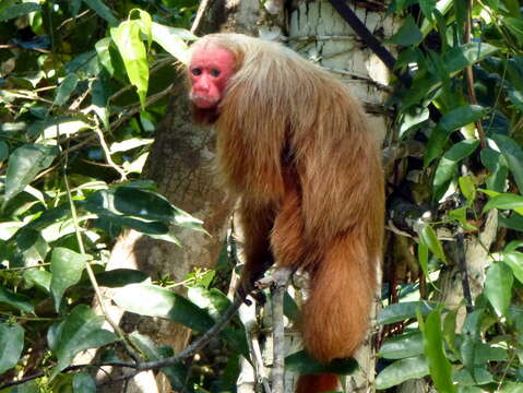 Image of Uakari