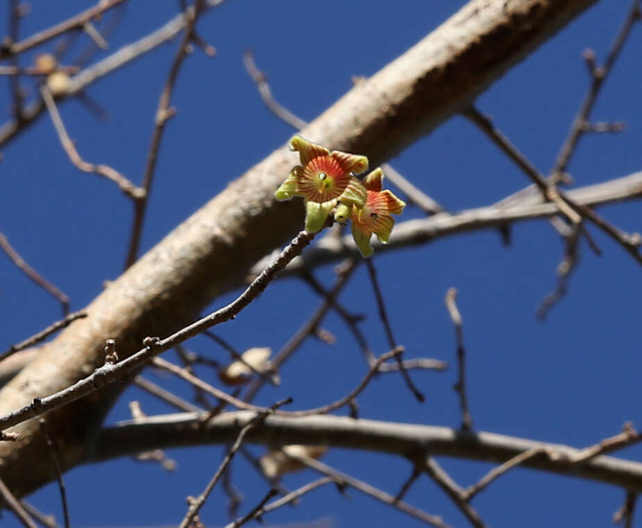 Image of Small-leaved star-chestnut