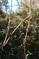 Thryptomene micrantha Hook. fil.的圖片