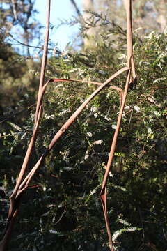 Image of Thryptomene micrantha Hook. fil.