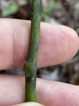 Sivun Magnolia virginiana subsp. virginiana kuva