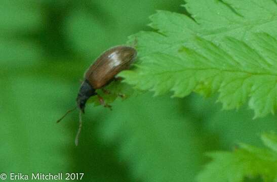 Image of Brown Leaf Weevil