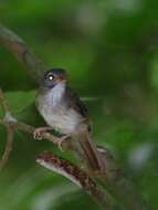 Image of Moustached Babbler