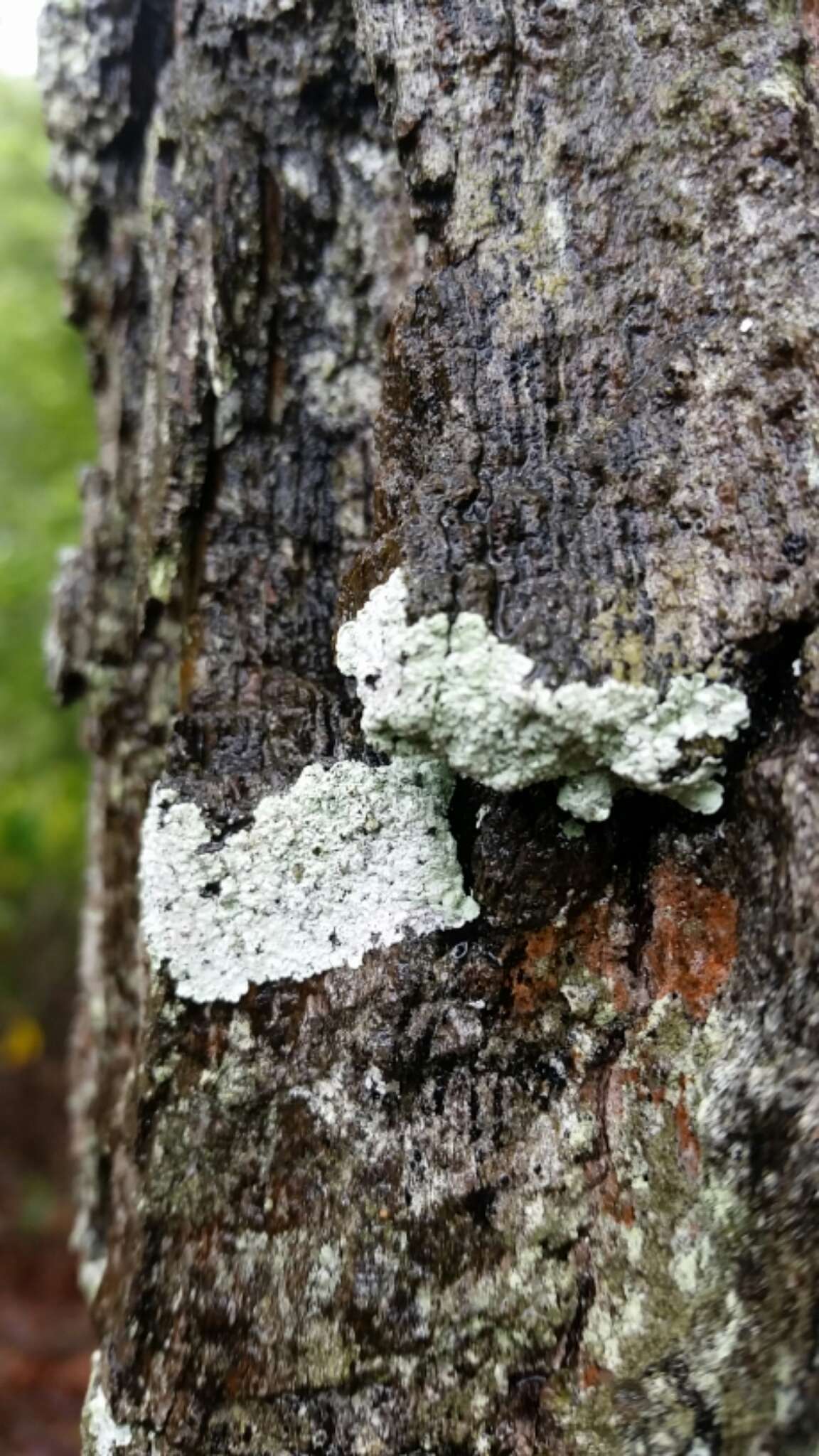 Imagem de Lepraria normandinoides Lendemer & R. C. Harris