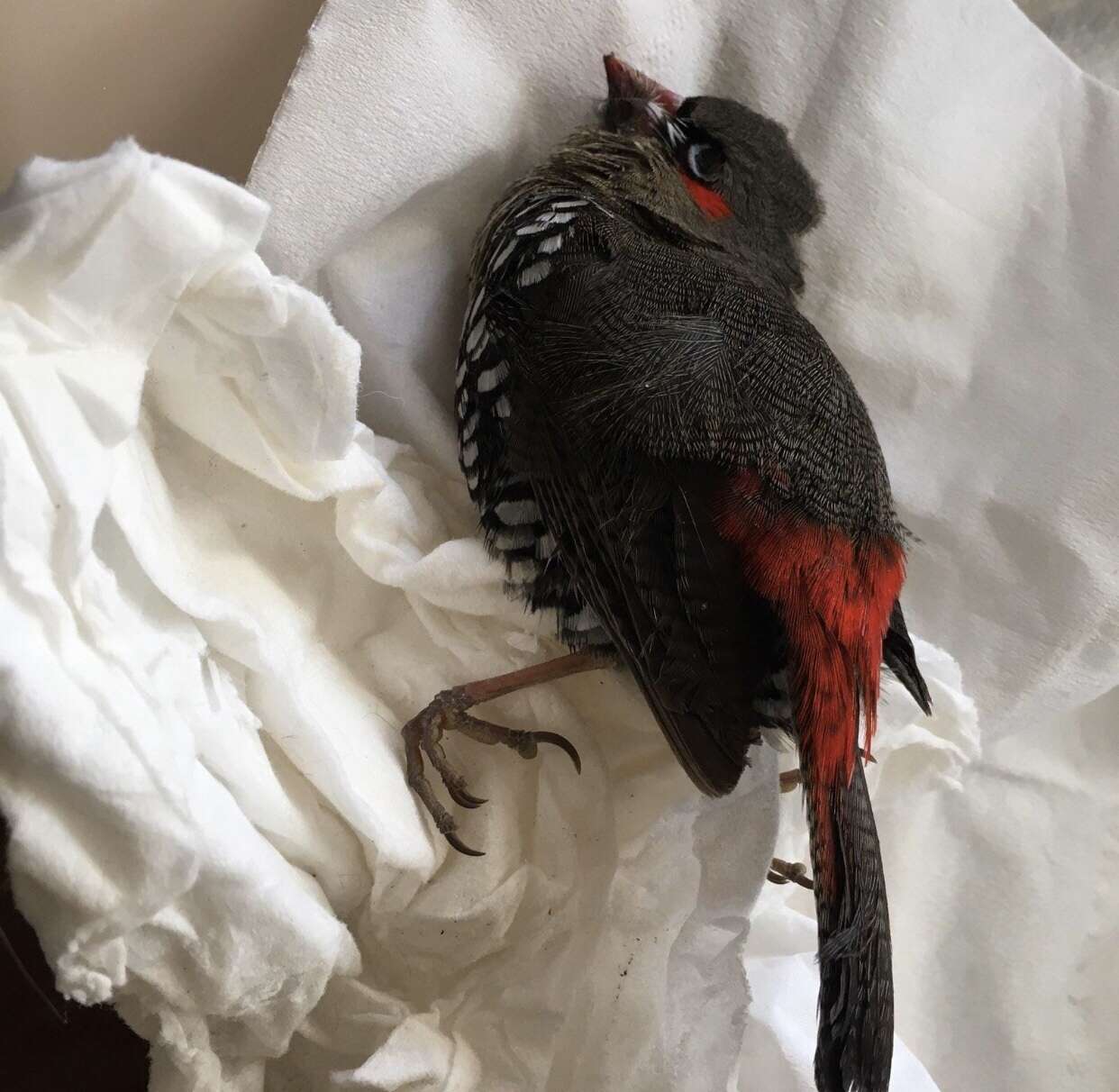 Image of Red-eared Firetail