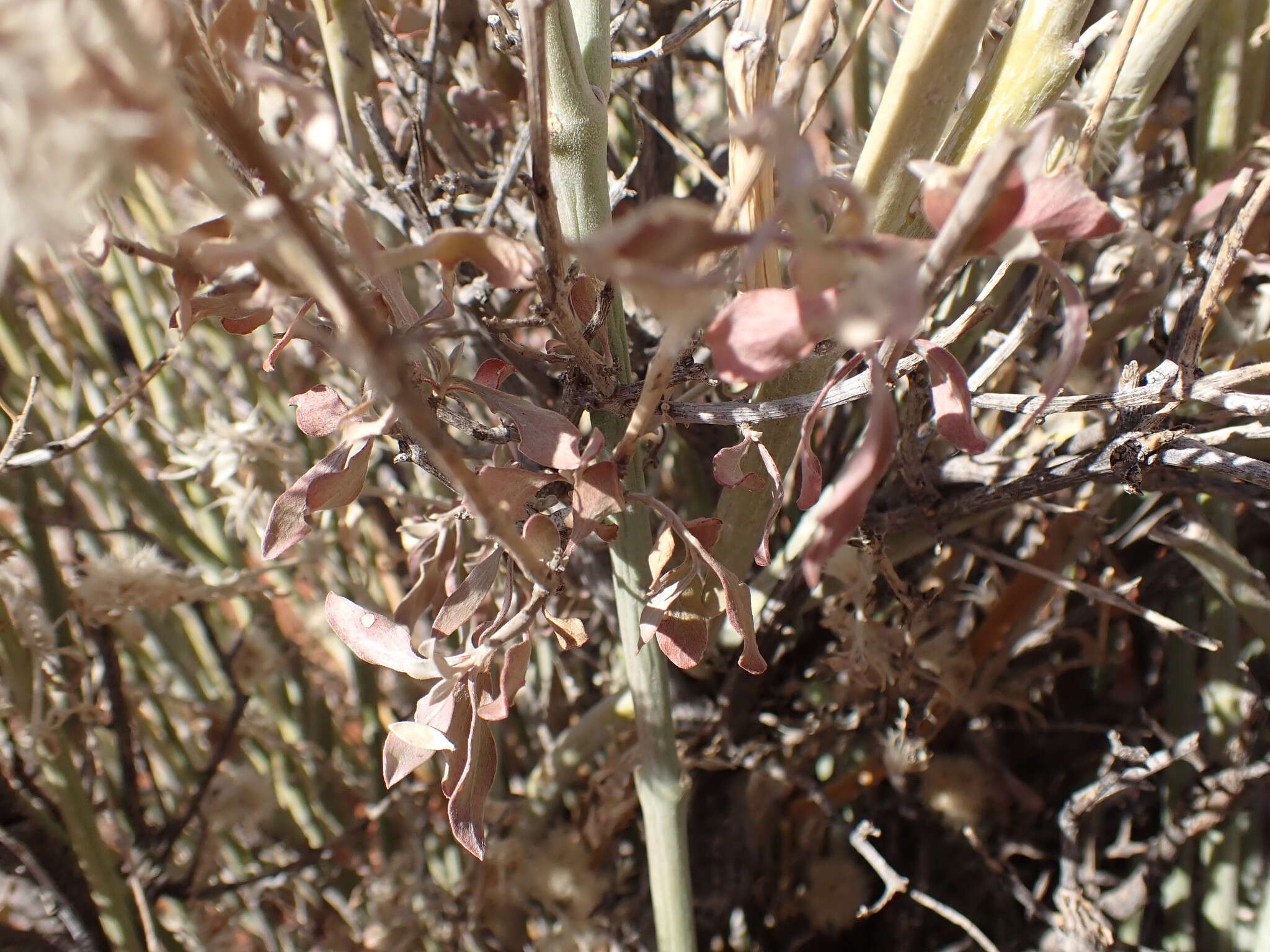 Imagem de Leucosphaera bainesii (Hook. fil.) Gilg