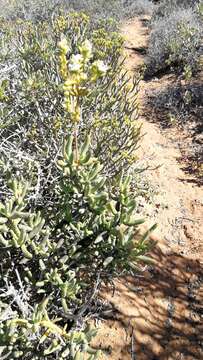 Imagem de Stoeberia frutescens (L. Bol.) E. van Jaarsveld