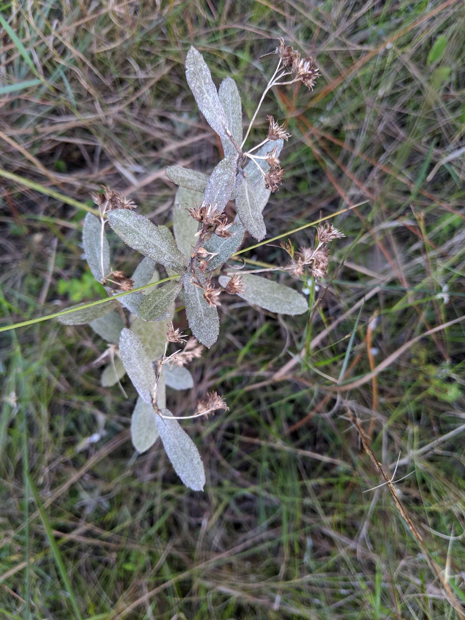 Image of Rosy Camphorweed