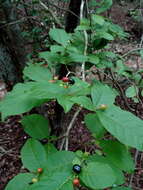 Plancia ëd Rauvolfia tetraphylla L.