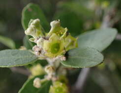 Image of Cassine burkeana (Sond.) Kuntze