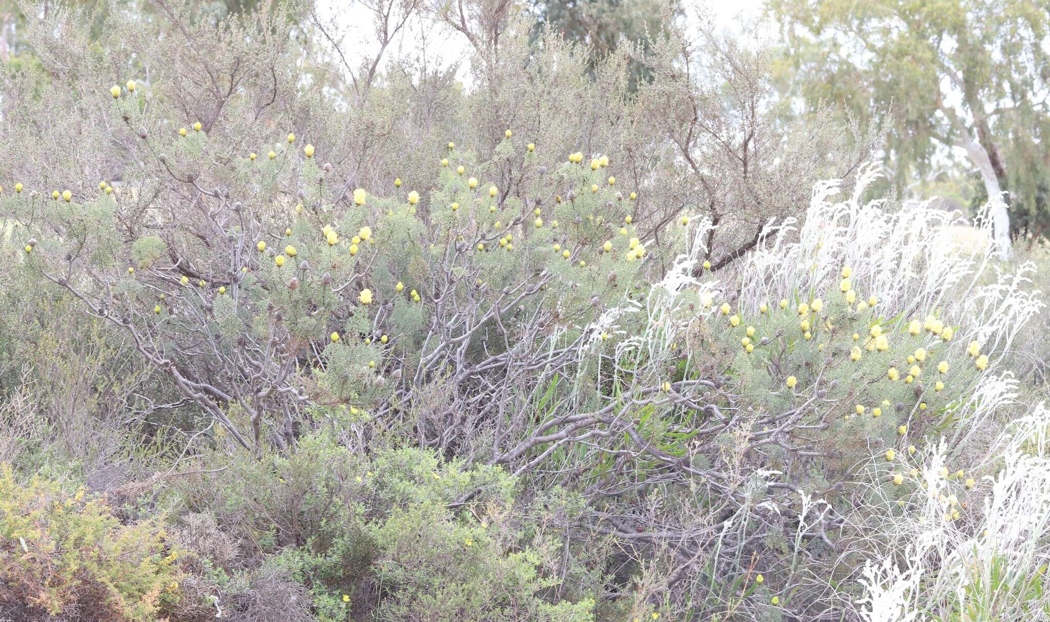 Image of Petrophile drummondii Meissn.