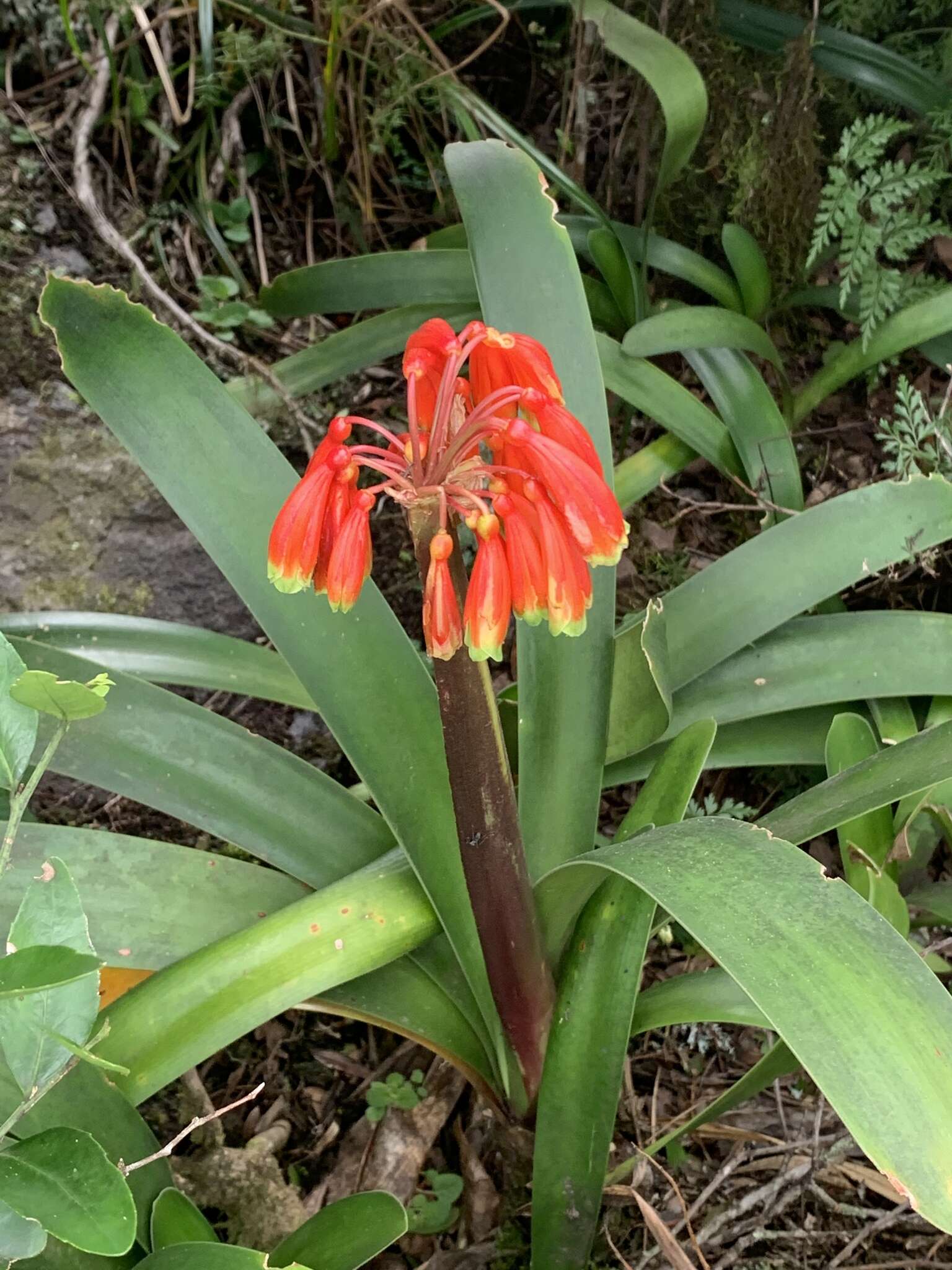 Слика од Clivia caulescens R. A. Dyer