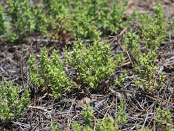 Image of Lysimachia linum-stellatum L.