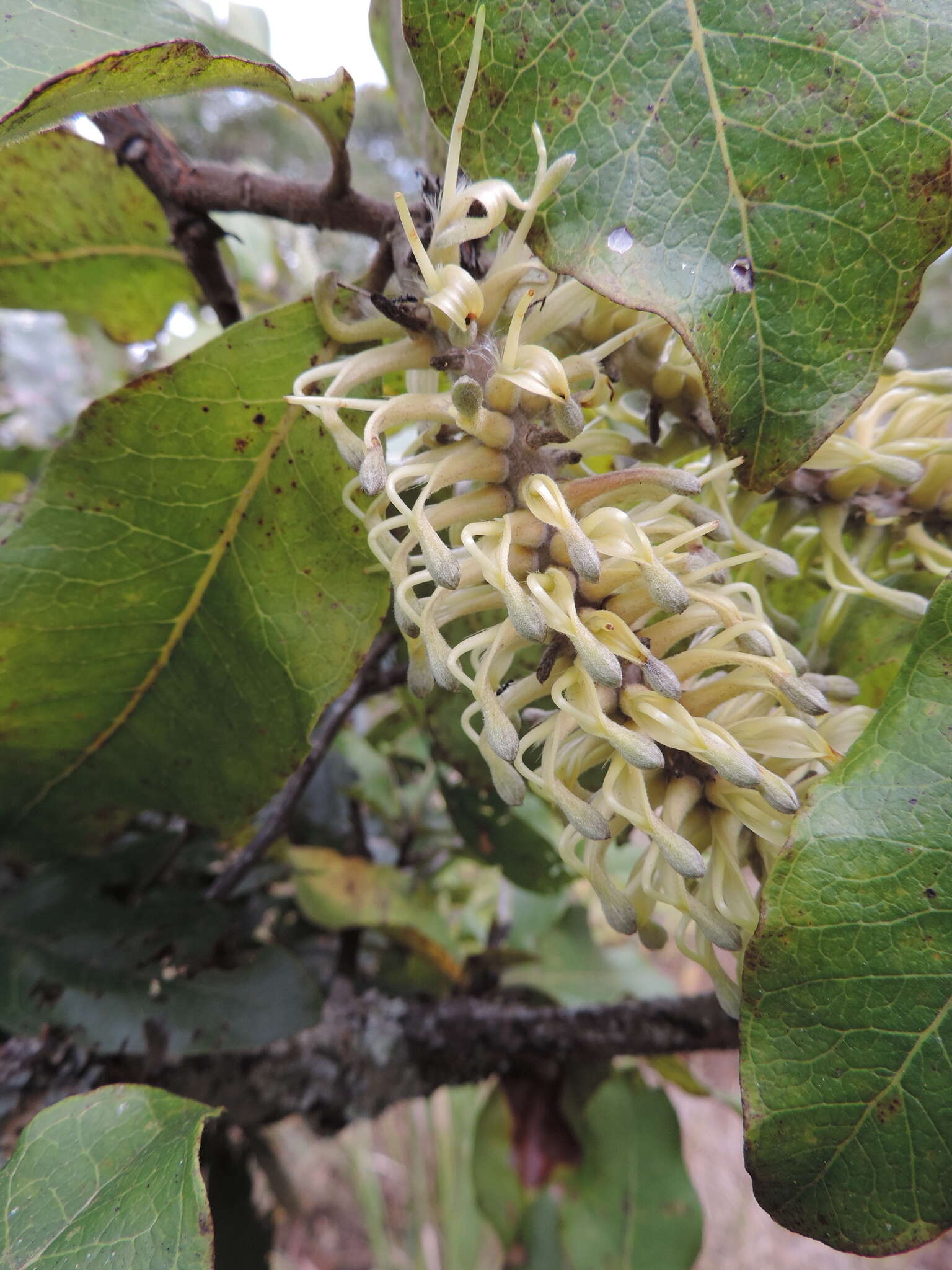 Image of Broad-leave beech