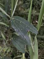 Image of Passiflora cuneata Willd.