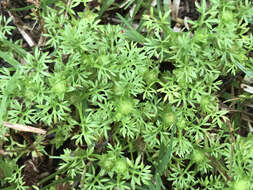 Image of field burrweed