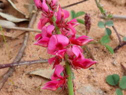 Image de Indigofera amoena Aiton