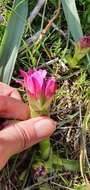 Image of Anacamptis papilionacea subsp. grandiflora (Boiss.) Kreutz