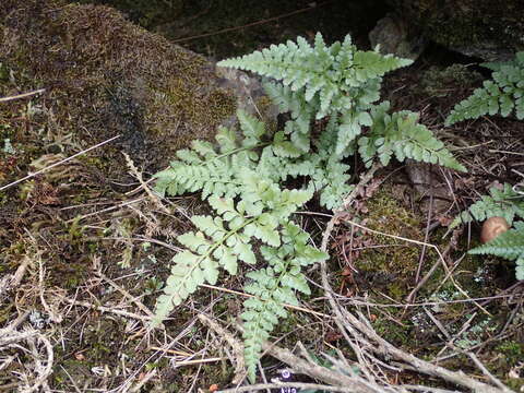 Asplenium adiantum-nigrum var. silesiacum (Milde) Viane & Reichst.的圖片