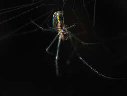 Image of Leucauge regnyi (Simon 1898)