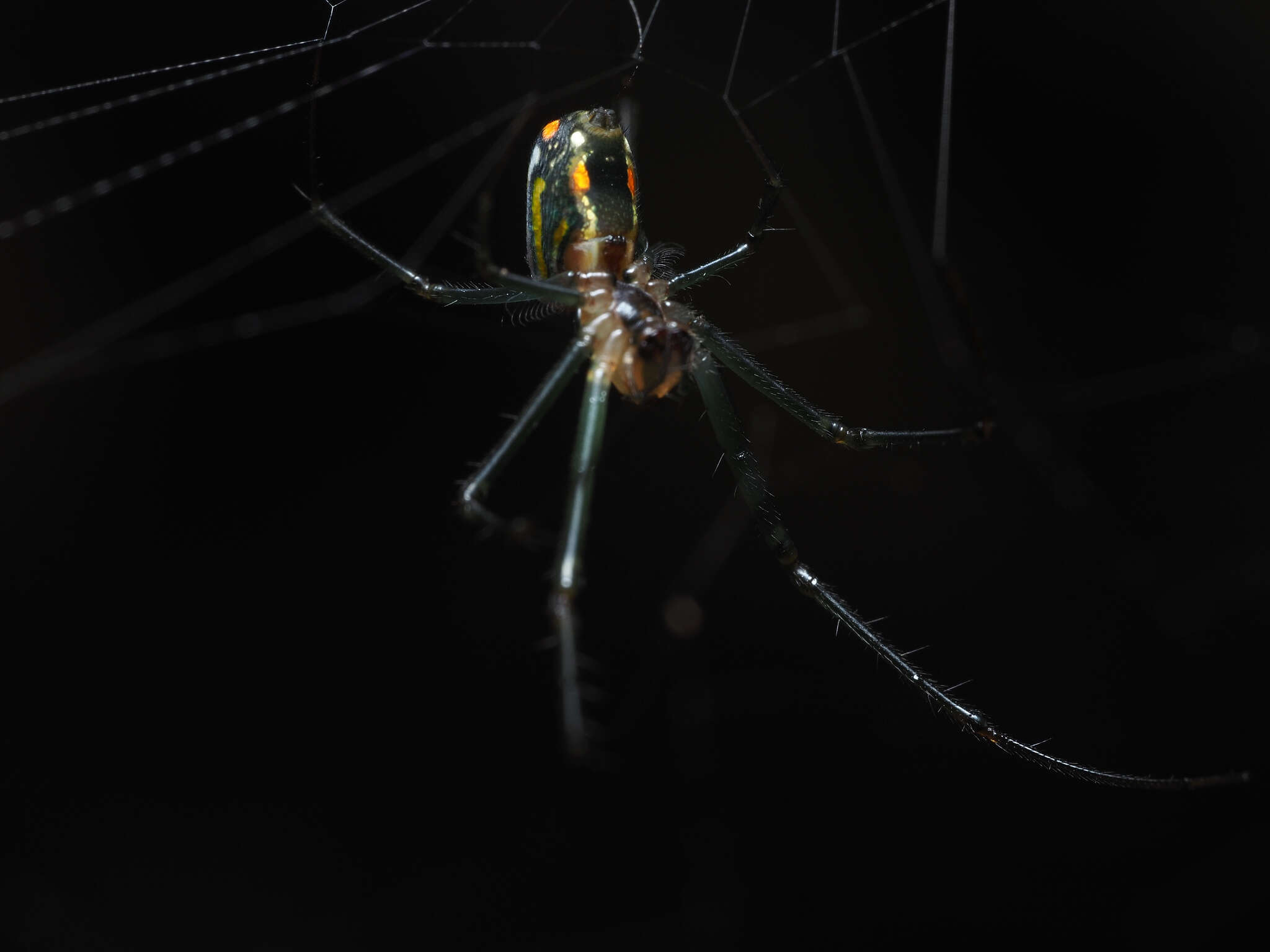 Image of Leucauge regnyi (Simon 1898)