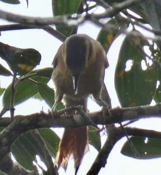 Image of Ochre-breasted Foliage-gleaner