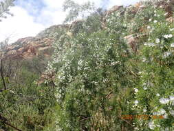 Image of Psoralea imminens