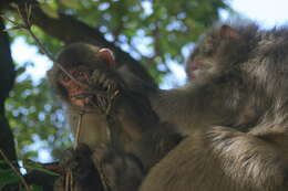 Слика од Macaca fuscata fuscata (Blyth 1875)