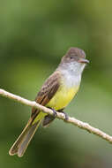 Image of Dusky-capped Flycatcher