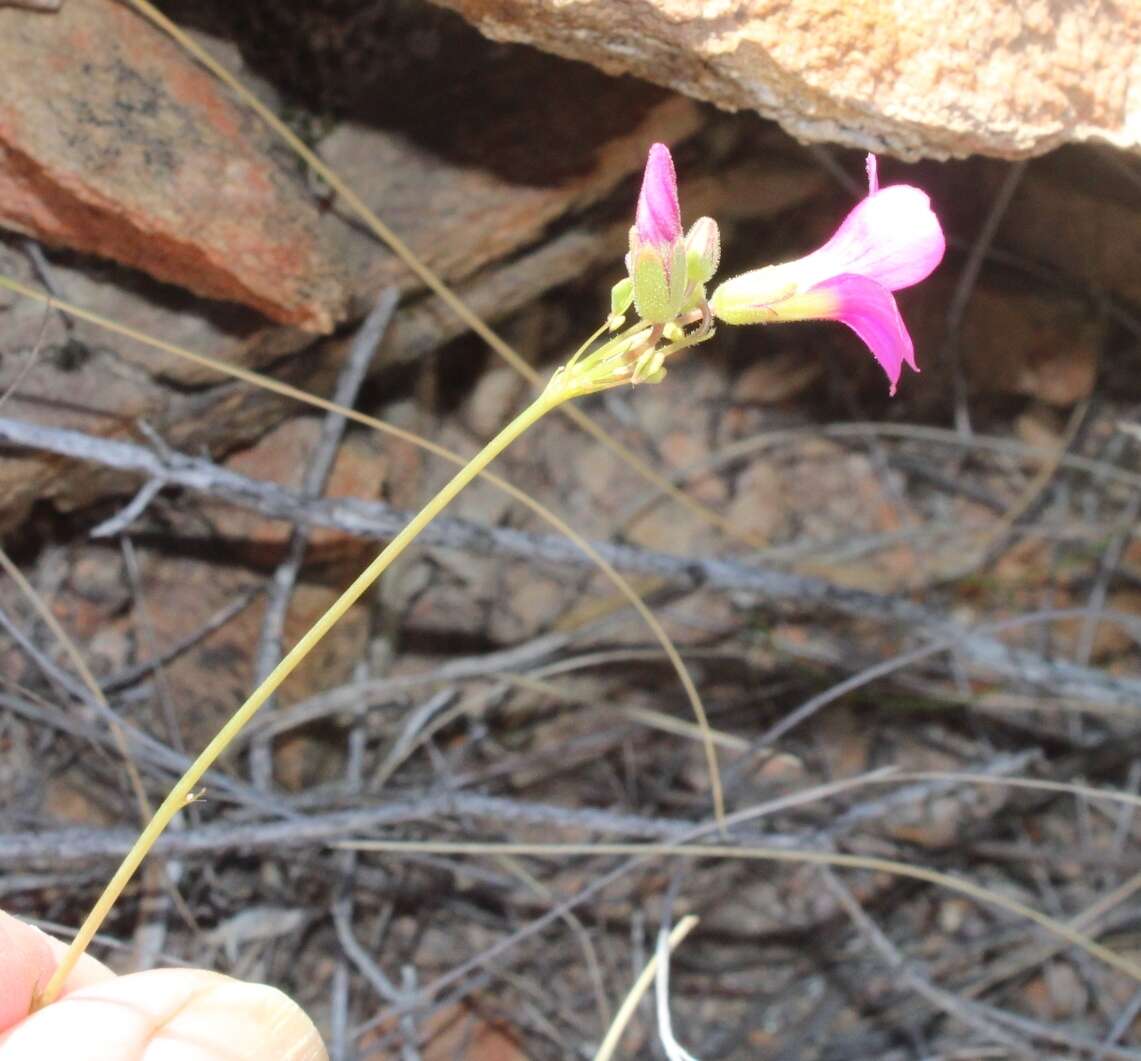 Image of Oxalis bifida Thunb.