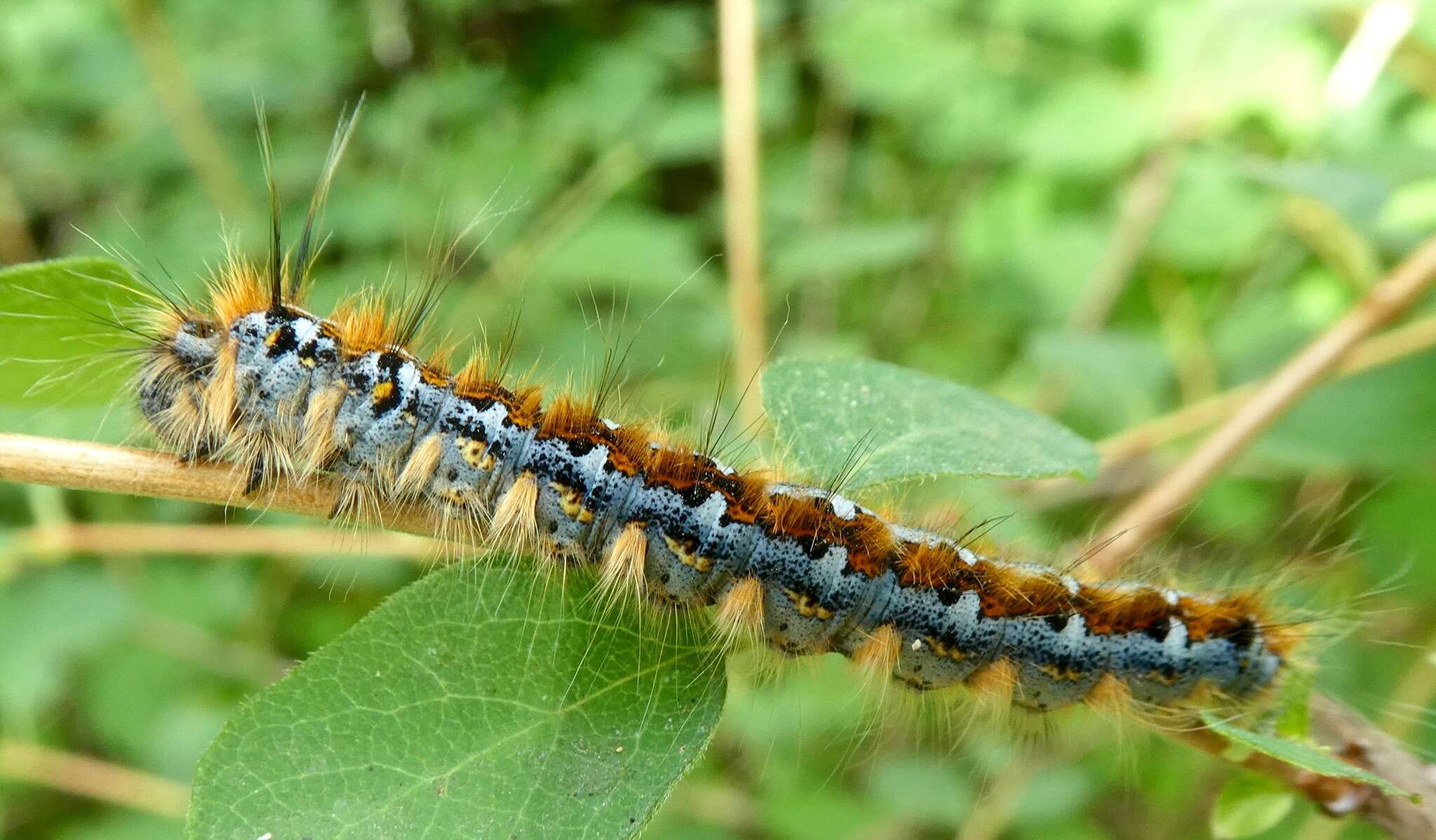 Plancia ëd Malacosoma constricta Edwards 1874