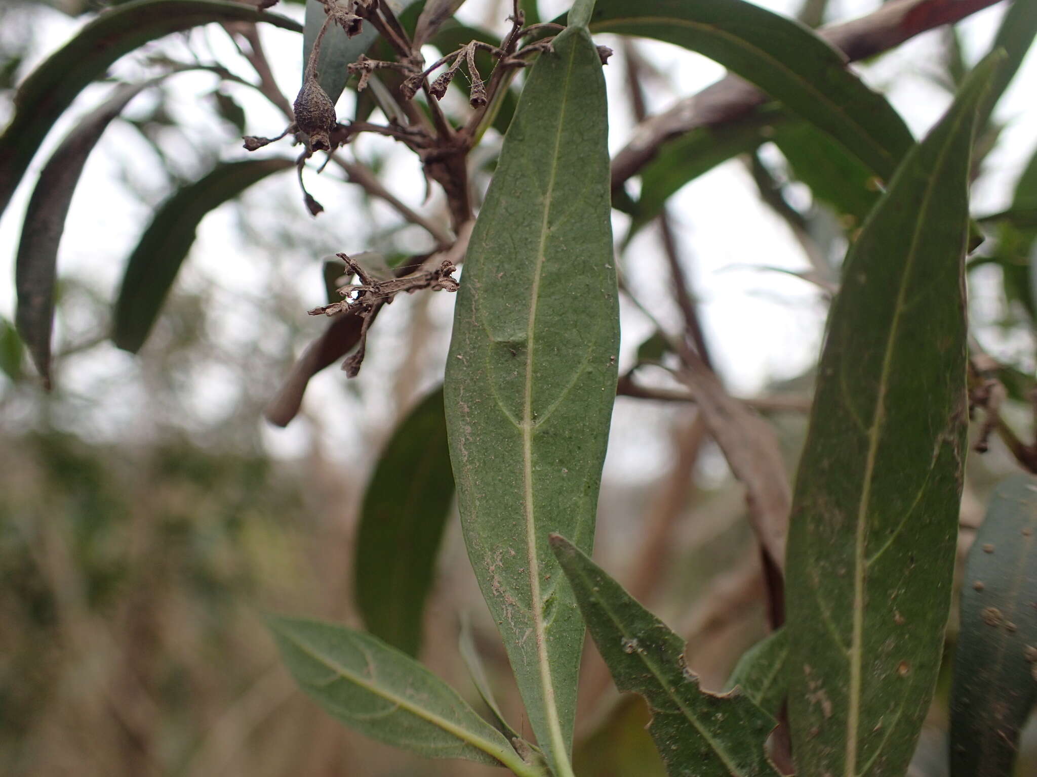 Image of Pavetta lanceolata Eckl.