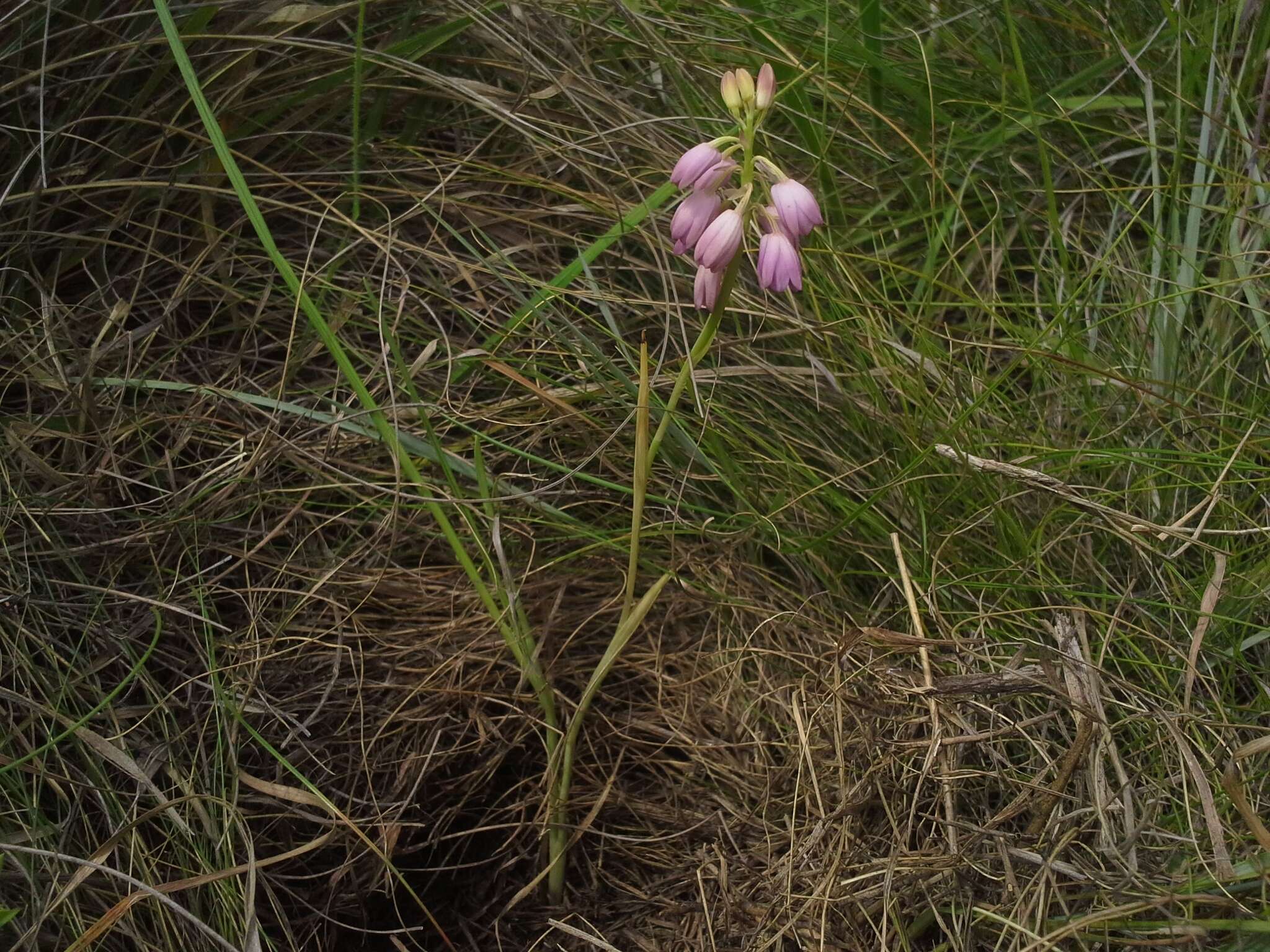 Image of Eulophia aculeata (L. fil.) Spreng.