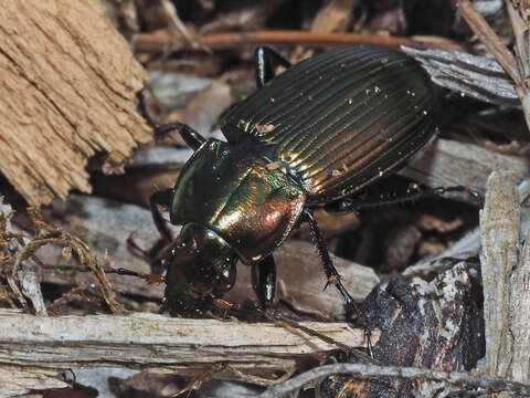 Image of Poecilus (Poecilus) cupreus cupreus (Linnaeus 1758)