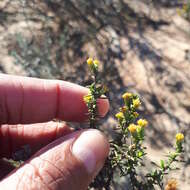 Imagem de Marasmodes oligocephala DC.