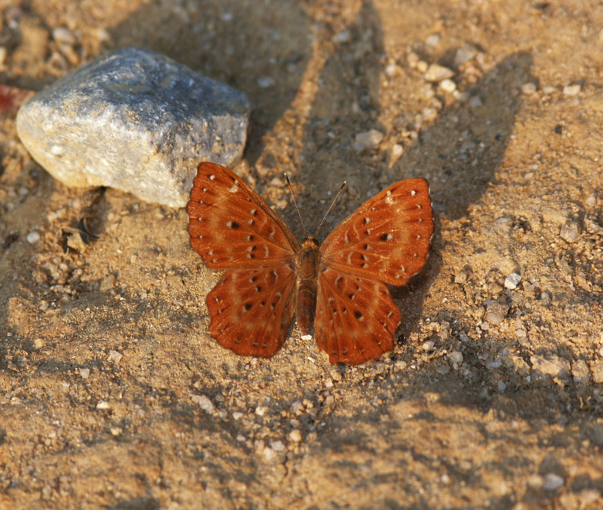 Image of Zemeros flegyas allica